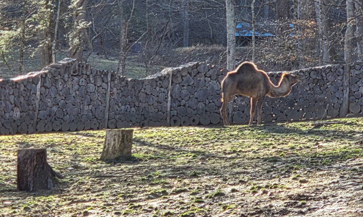 Marshall Condo | The Cozy Camel