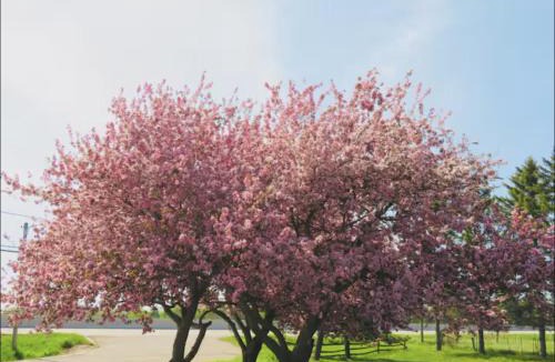 Clarington House | Orchard Haven