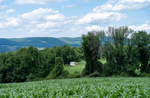 Town of Copake Other | Tentrr State Park Site - Taconic State Park High Valley Rd Site A
