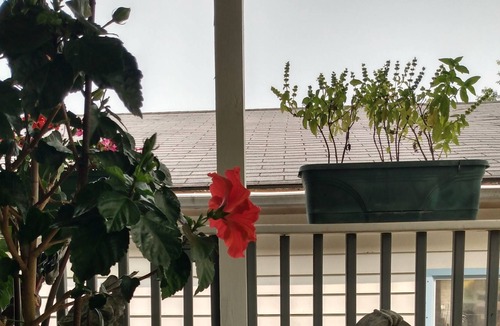 Clifton House | The Carlson's Rooms for rent