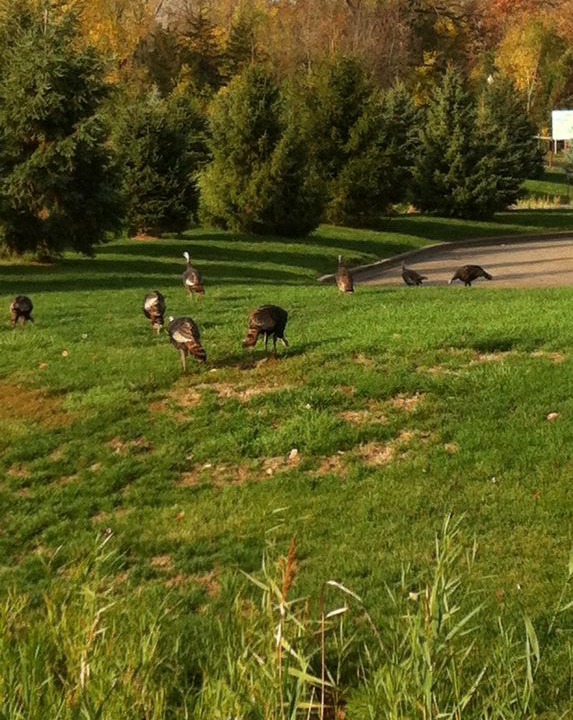Photo of Outdoor in Oglesby