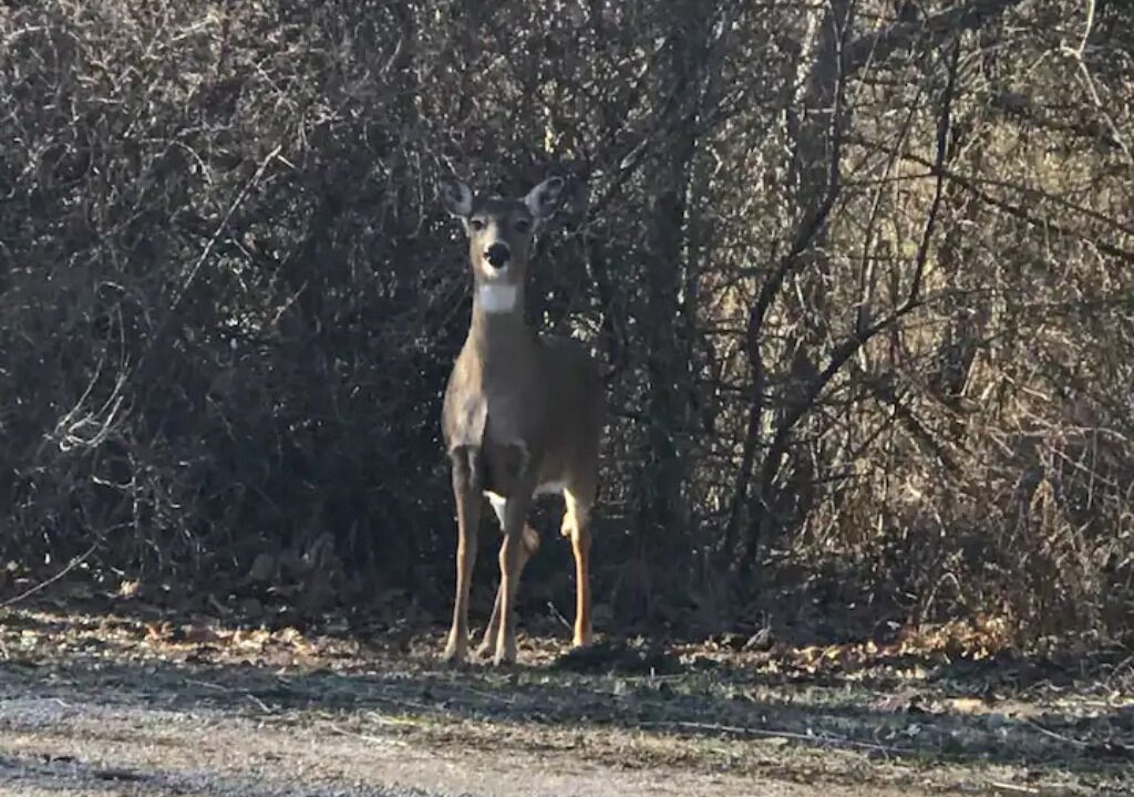 Photo of Outdoor in Centralia