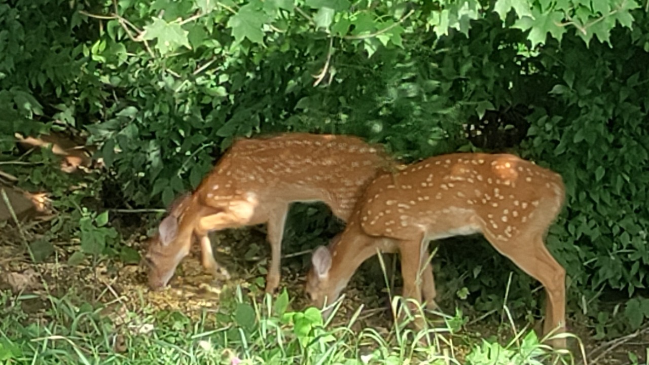 Photo of Outdoor in Algonquin