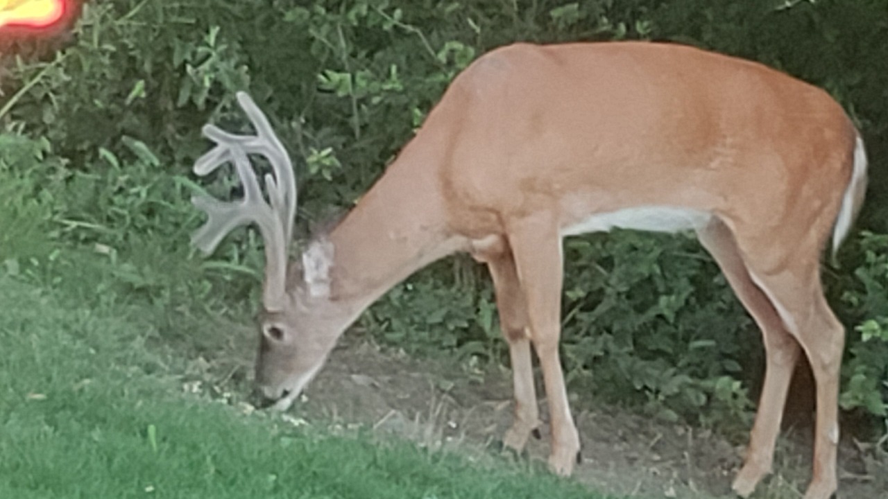 Photo of Others in Algonquin