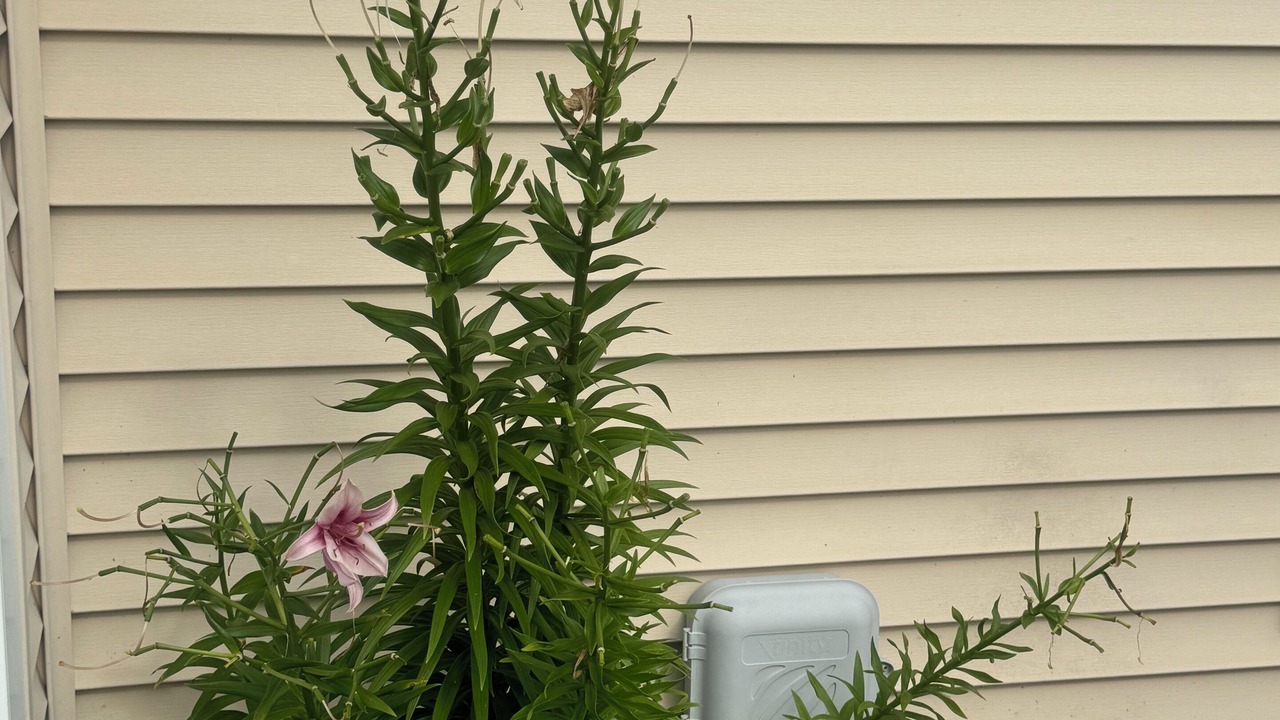Photo of Outdoor in Hoffman Estates