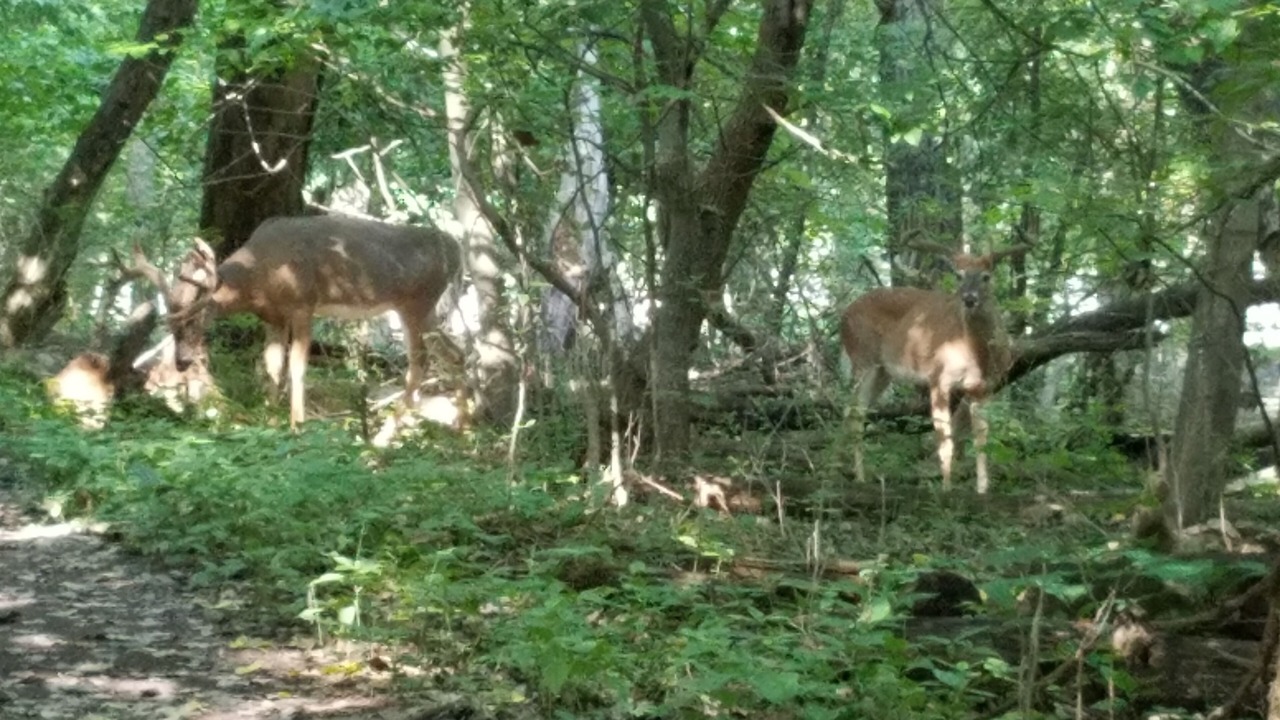 Photo of Outdoor in Berwyn