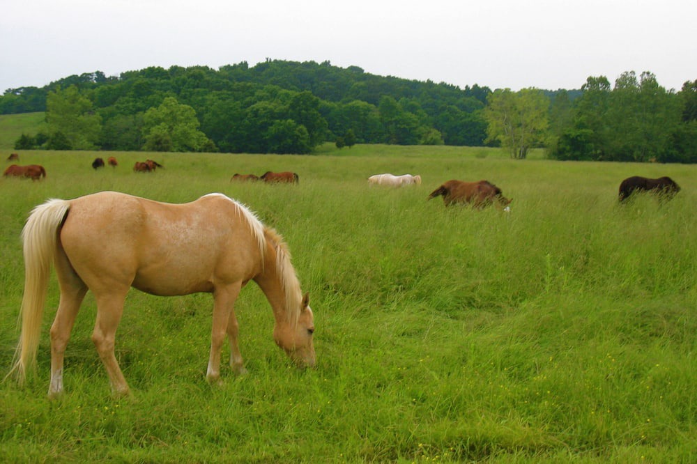 Photo of Others in Ozark