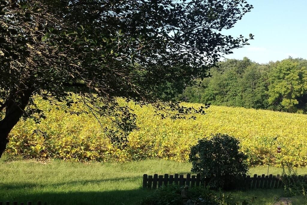 Photo of Outdoor in Freeburg