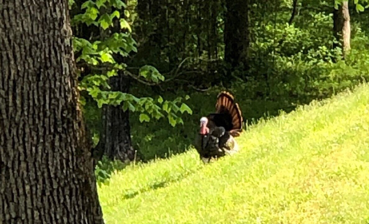 Photo of Outdoor in Vienna
