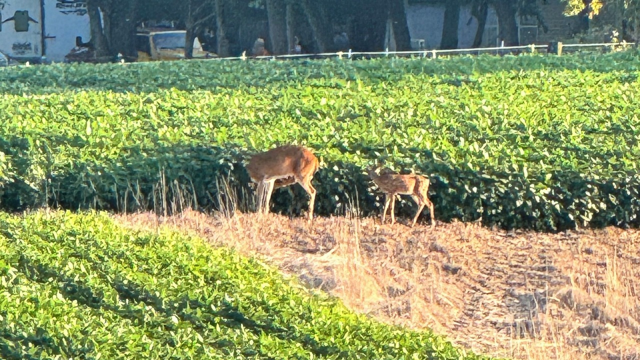 Photo of Outdoor in Johnston City