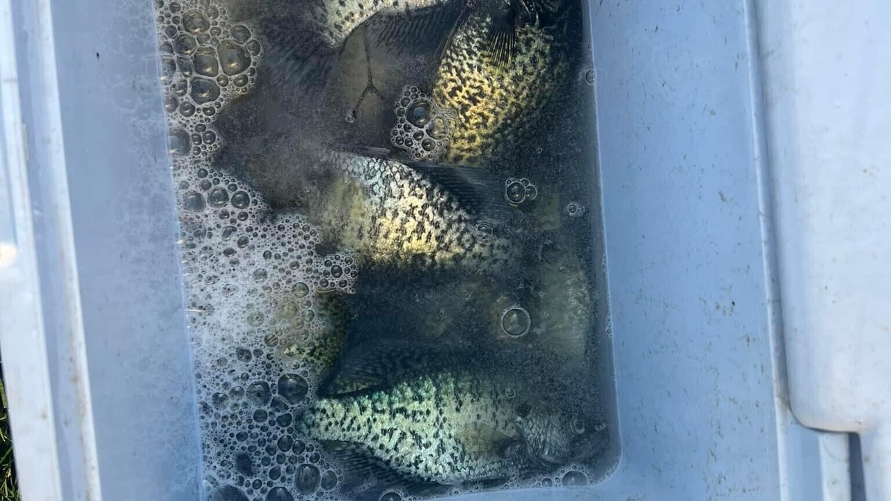 Photo of Others in Fox Lake
