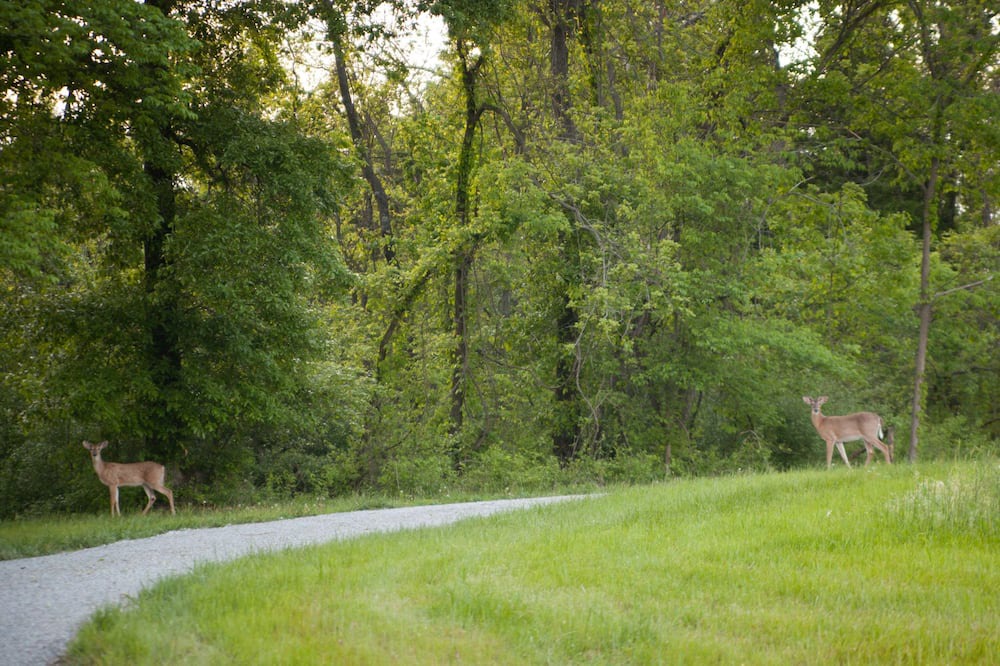 Photo of Others in Carbondale