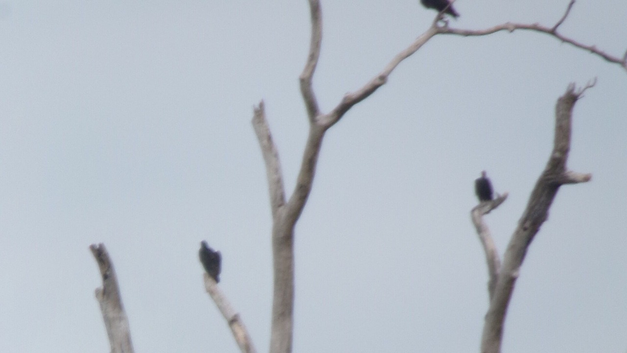 Photo of Others in Patterson