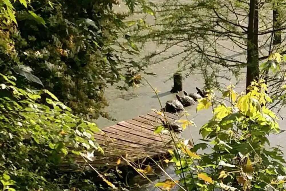 Photo of Others in Cobden