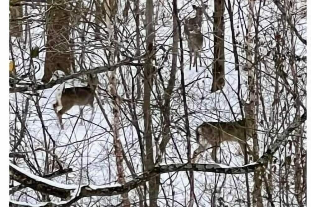 Photo of Others in Cobden