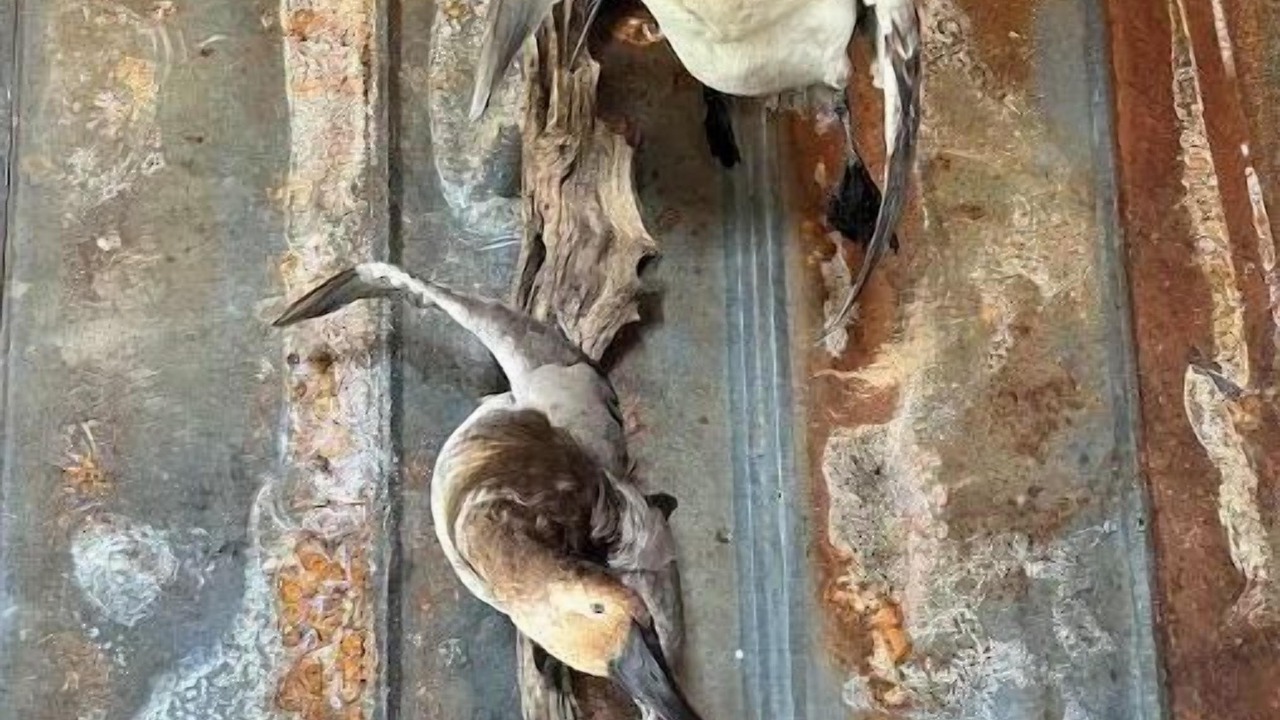 Photo of Others in Lewistown