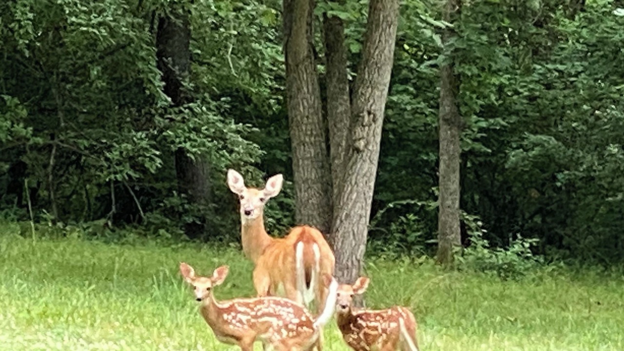Photo of Others in Godfrey