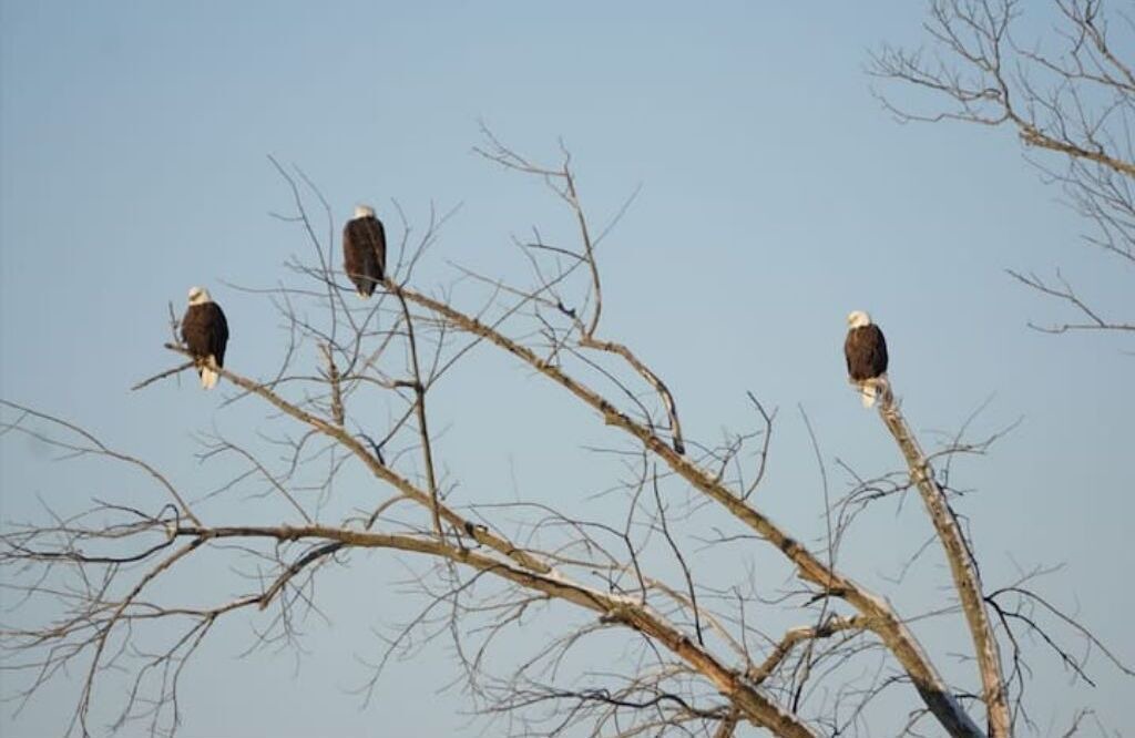Photo of Others in New Boston
