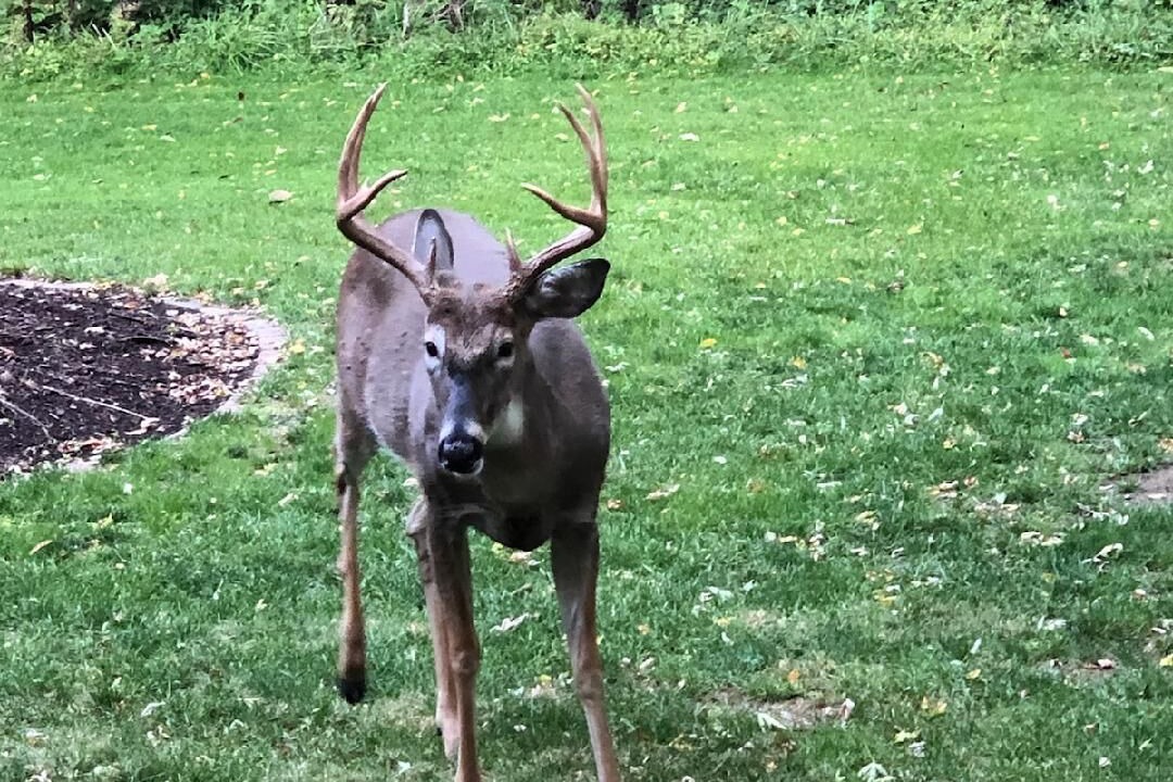 Photo of Others in Peoria Heights