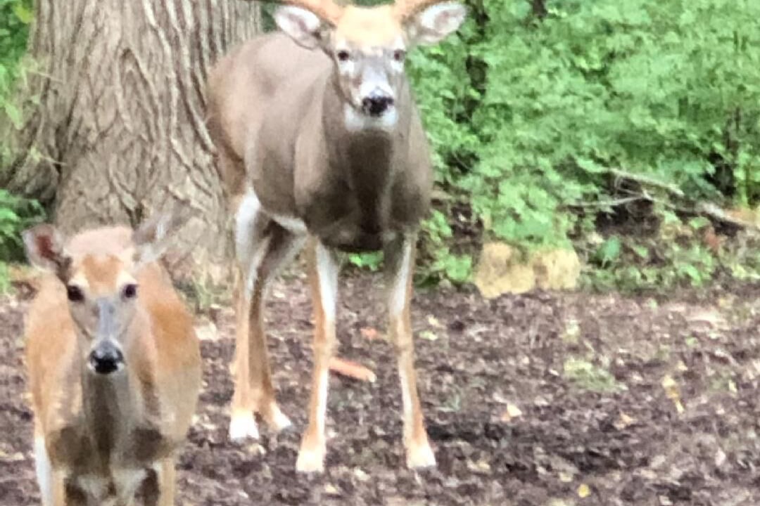 Photo of Others in Peoria Heights