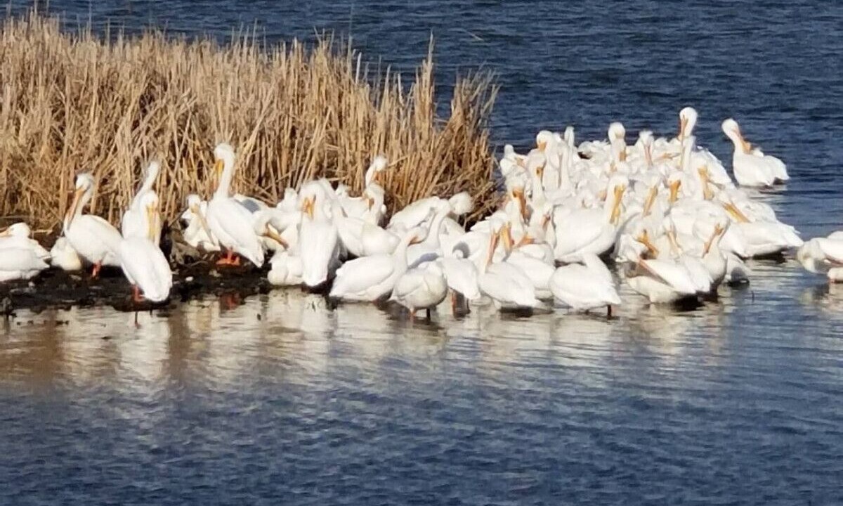 Photo of Others in Ingleside