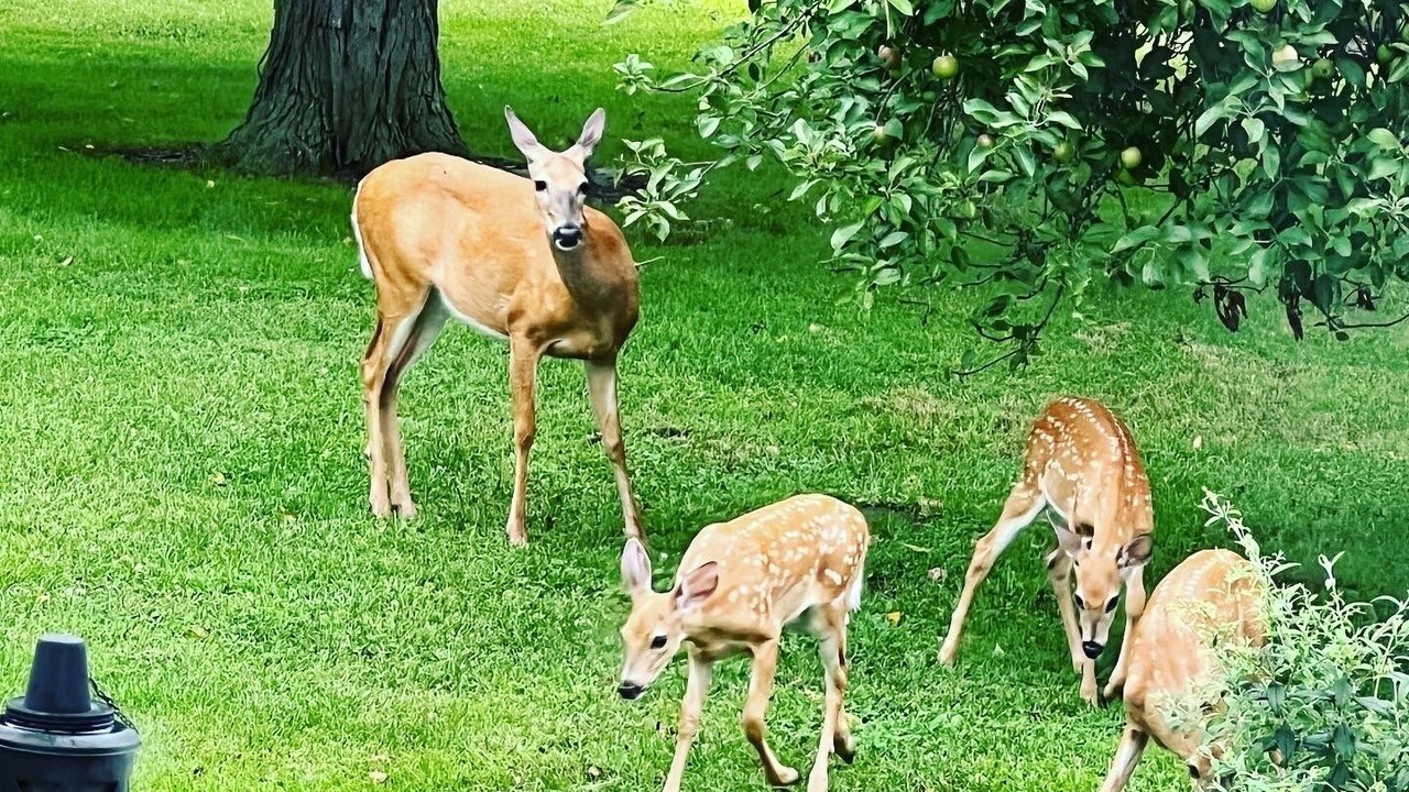 Photo of Outdoor in Toledo
