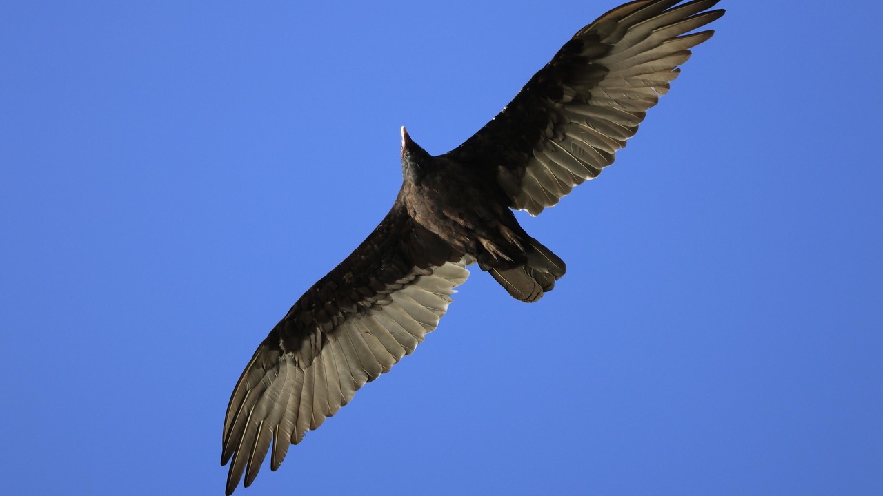 Photo of Others in Fox Lake