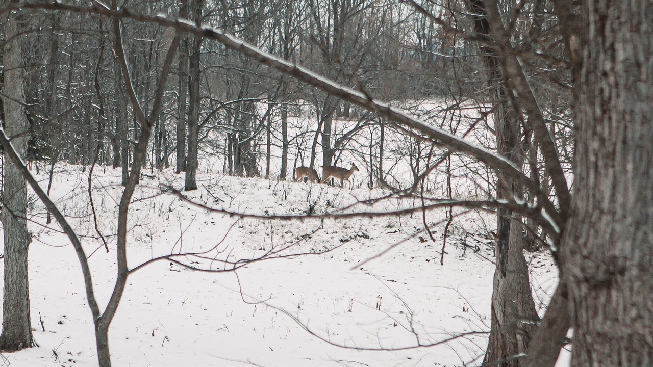Photo of Others in Kankakee