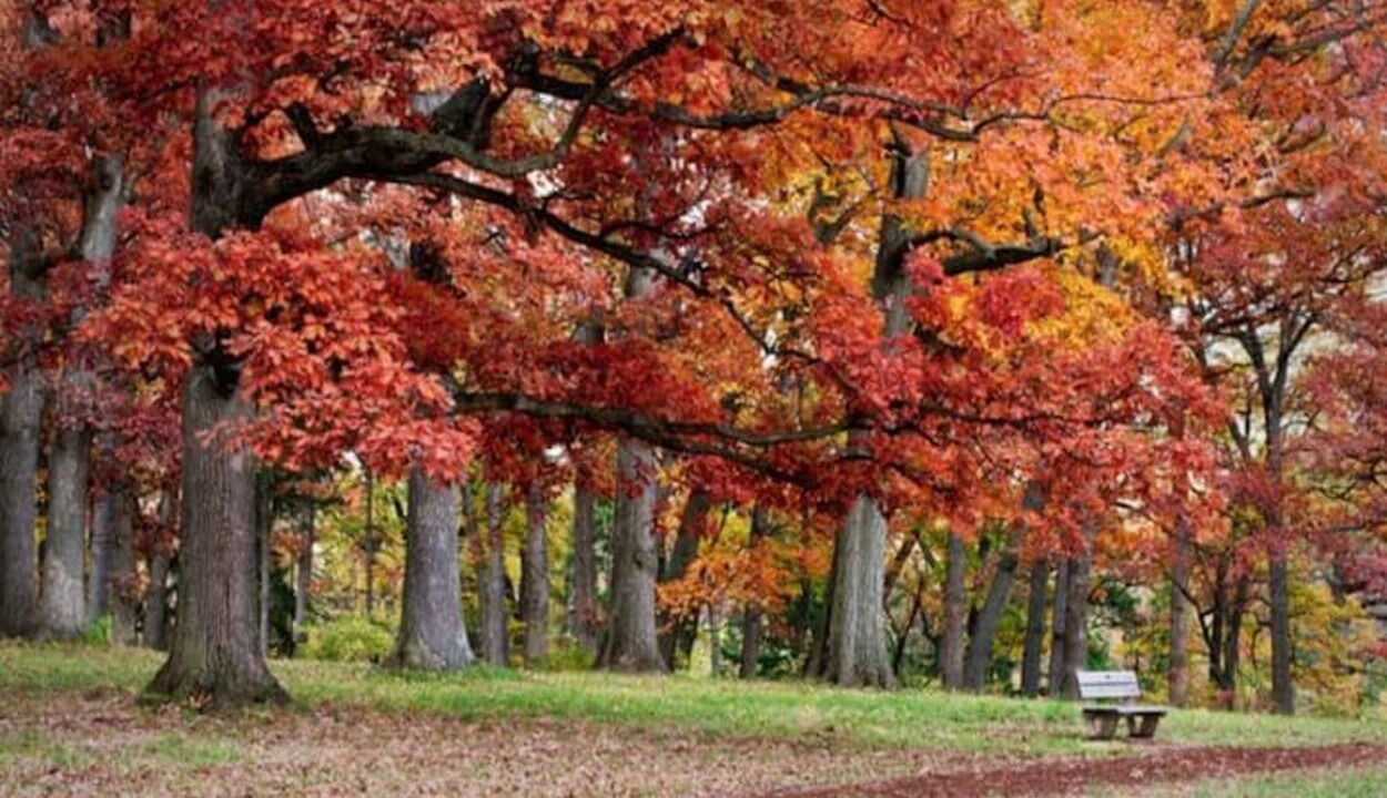 Photo of Outdoor in Lisle