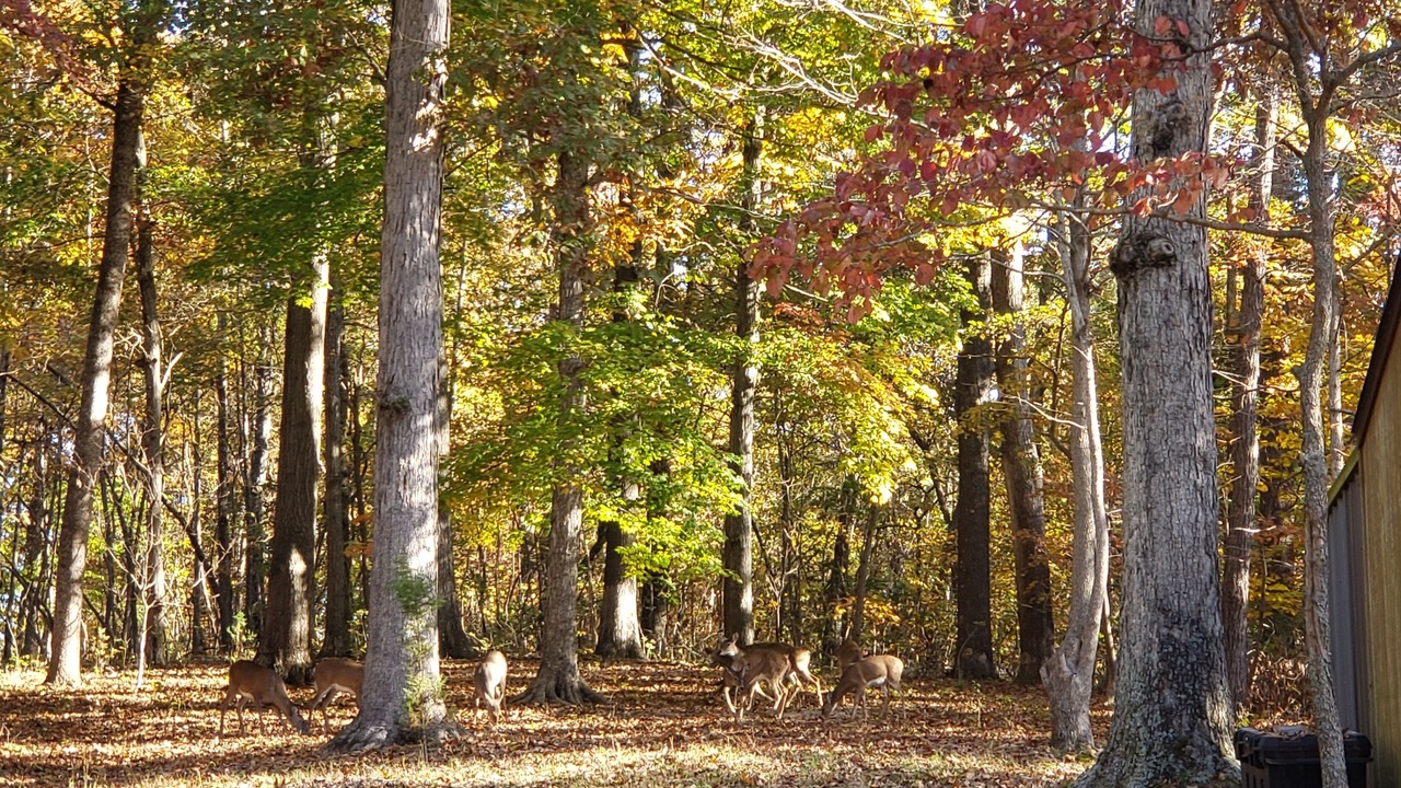 Photo of Outdoor in Brookport