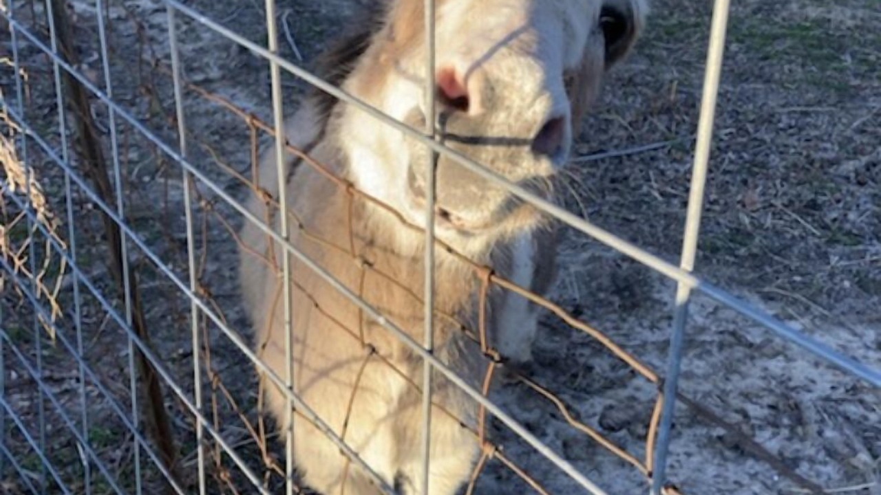 Photo of Others in St. Clair County