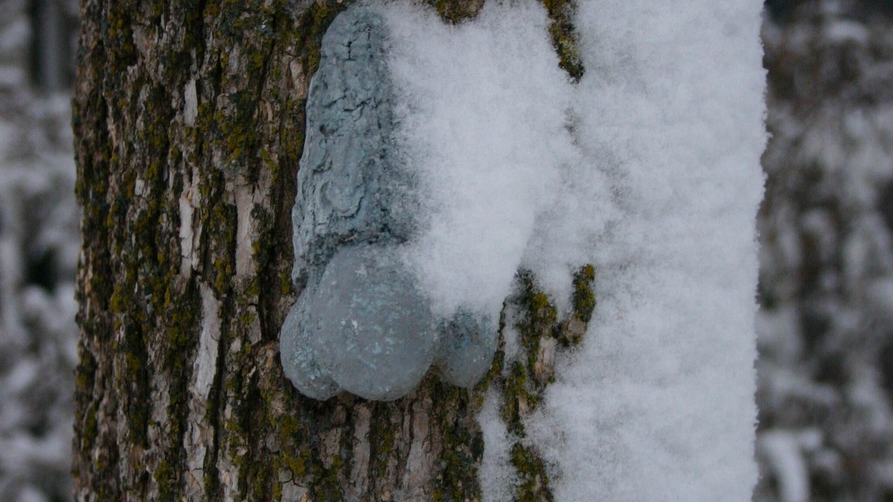 Photo of Others in Murrayville