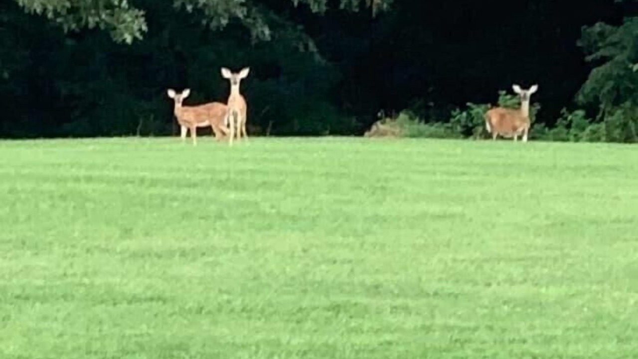 Photo of Others in Marshall