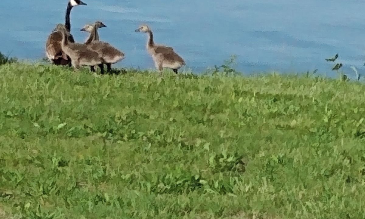 Photo of Others in Hamilton