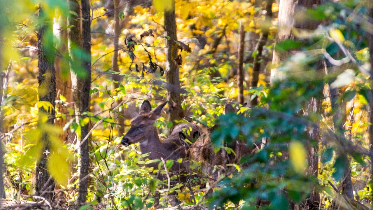 Photo of Others in The Galena Territory
