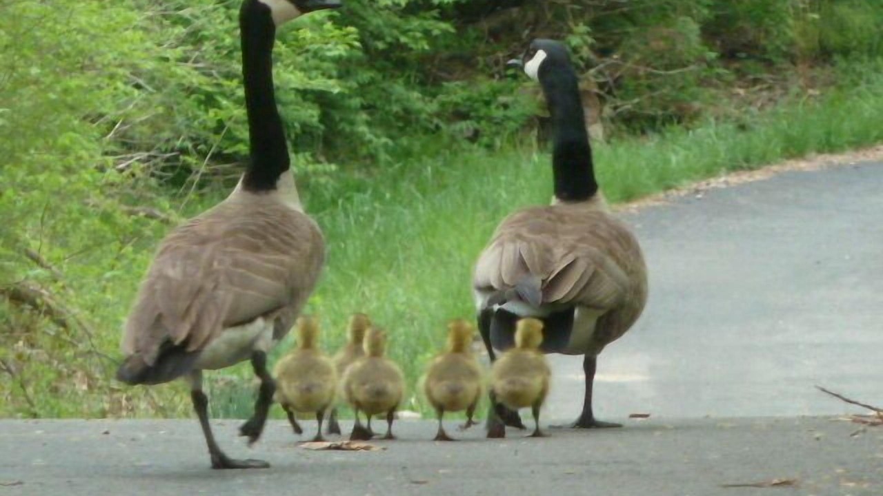 Photo of Others in Carbondale