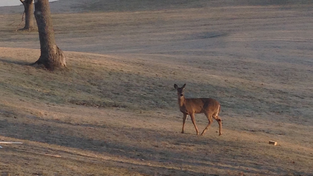 Photo of Others in Ingleside