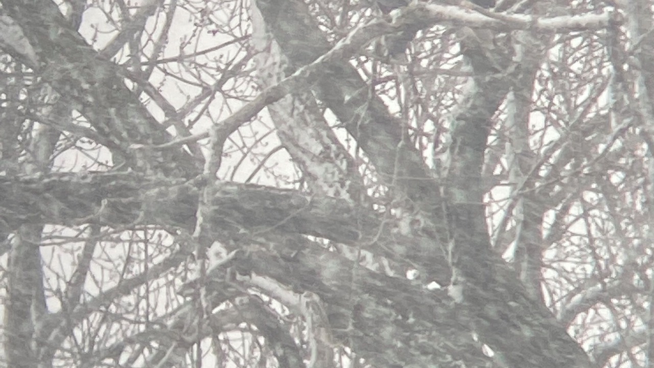 Photo of Others in Algonquin