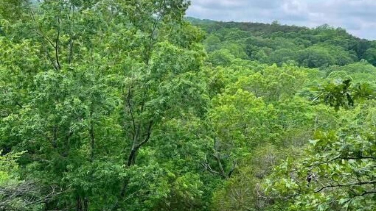 Photo of Others in McFarlan