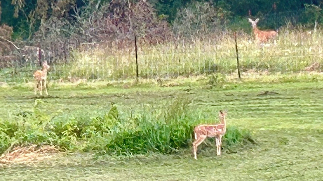 Photo of Outdoor in Galena