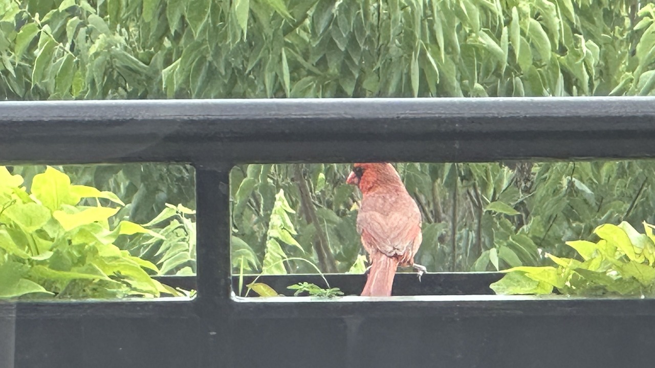 Photo of Patio Balcony in University Village / Little Italy