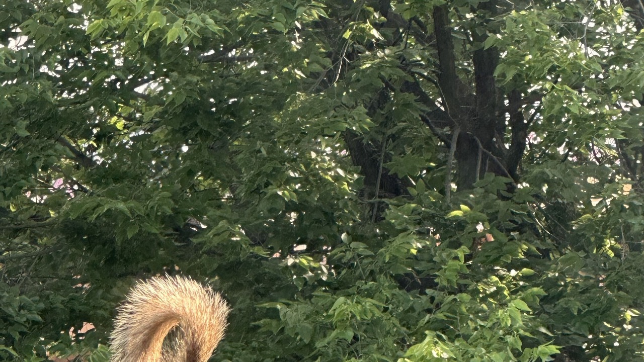 Photo of Others in University Village / Little Italy