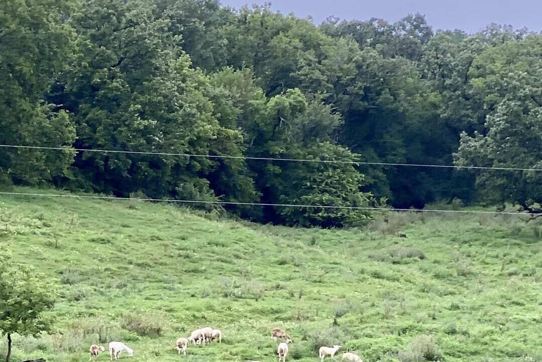 Photo of Others in Kent