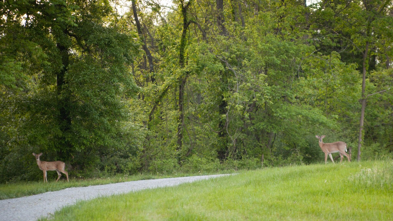 Photo of Others in Carbondale