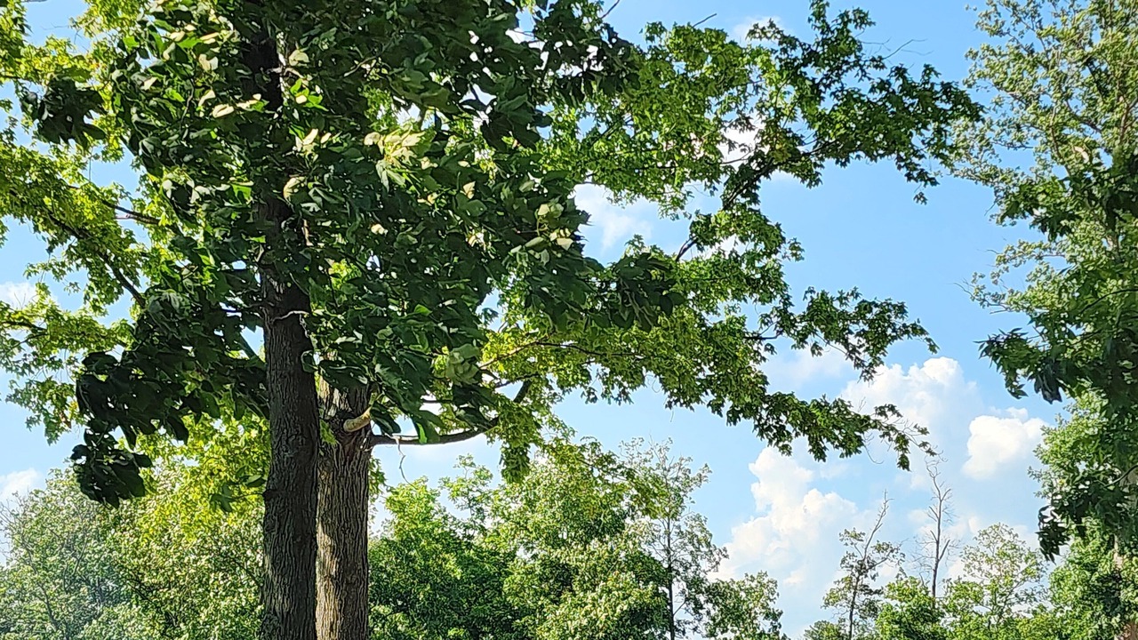 Photo of Outdoor in Lakewood