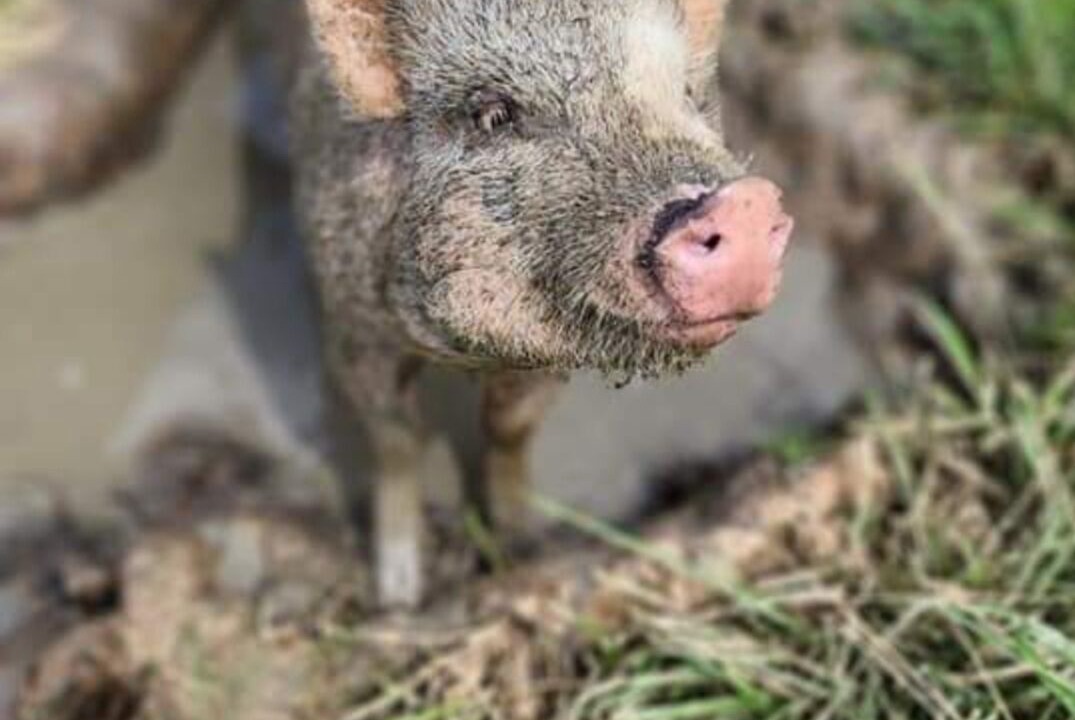 Photo of Others in Randolph County