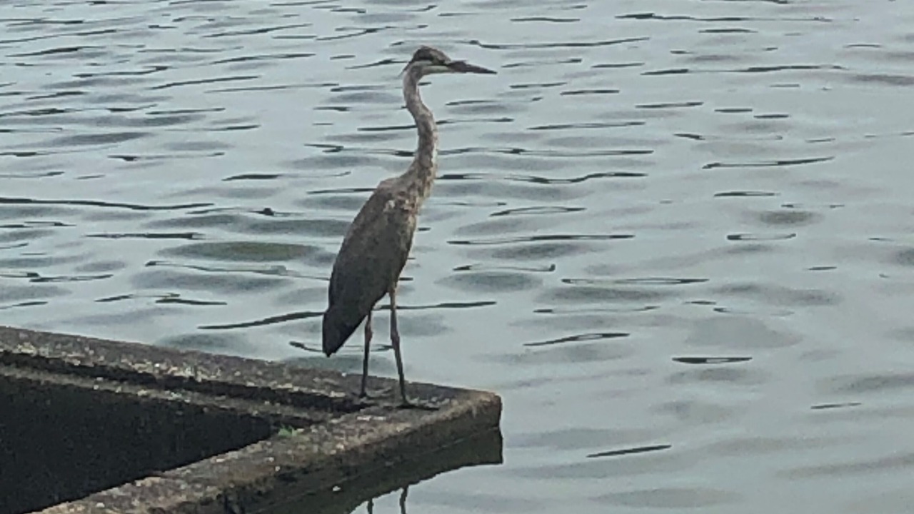 Photo of Others in Murphysboro