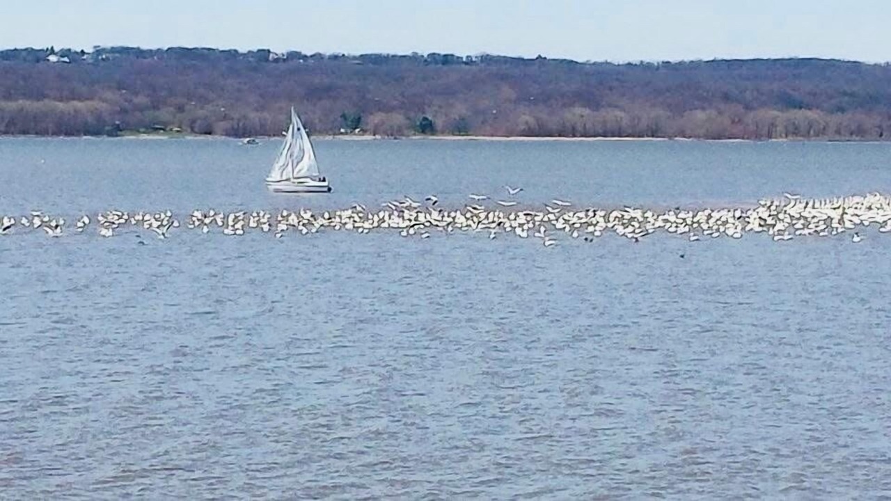 Photo of Others in Peoria Heights